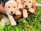 Labrador Puppies