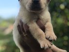 Labrador Puppys