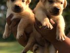 Labrador Puppys