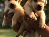 Labrador Puppys