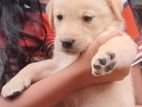 Labrador Puppys