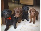 Labrador Puppies