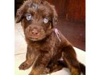 Labrador Puppies