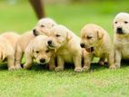 Labrador Puppy