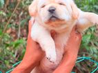 Labrador (Pure Breed)