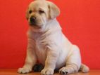 Labrador pure breed male puppy