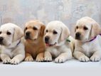 Labrador pure breed puppies