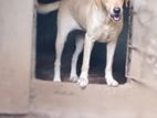Labrador Retriever Female Dog