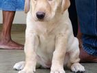 Labrador Retriever Puppies