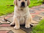 Labrador Retriever Puppies