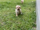 Labrador Puppies