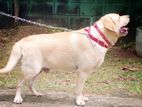 labrador retrieve dog (stud ) crossing