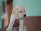 Labrador Retriever Puppies