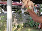Labrador Retriever Puppy
