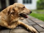 Labrador Retriever Dog