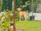 Labrador Retrieve