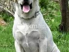 Labrador Retrieve Male Dog (Stud ) Crossing