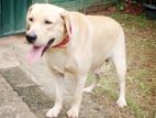 Labrador Retriever Male Dog for Crossing