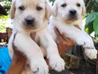 Labrador Retriever Puppies