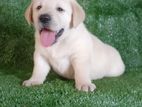 Labrador Retriever Puppies