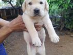 Labrador Retrieve Puppies