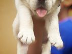 Labrador Retriever Puppies