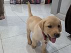 labrador retrieve puppies