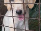 Labrador Retrieve Puppies