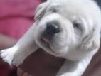 Labrador Retriever Puppies