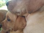 Labrador Retrieve Puppies