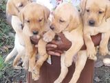 Labrador Retriever Puppies