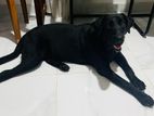 Labrador Retriever 08 months