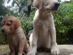 Labrador Retriever & Goldan Puppy