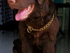 Labrador Retriever (chocolate) Dog for Crossing