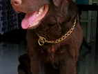 Labrador Retriever (chocolate) Dog for Crossing