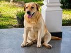 Labrador Retriever Dog (Female)