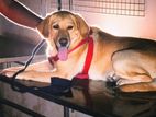 Labrador Retriever Dog for Crossing
