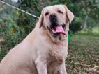 Labrador Retriever Dog for Crossing