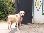 Labrador Dog for Crossing