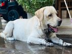 Labrador Retriever Dog for Crossing