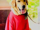 Labrador Retriever Dog