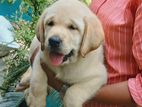 Labrador Retriever Dog