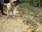 Labrador Retriever Female Dog