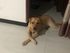 Labrador Retriever Female Dog