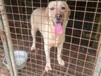 Labrador Retriever Female Dog