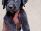 Labrador Retriever Female Puppies