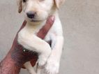 Labrador Retriever Female Puppies