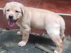 Labrador Retriever Female Puppy
