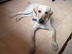 Labrador Retriever for Kind Home