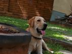 Labrador Retriever for Crossing